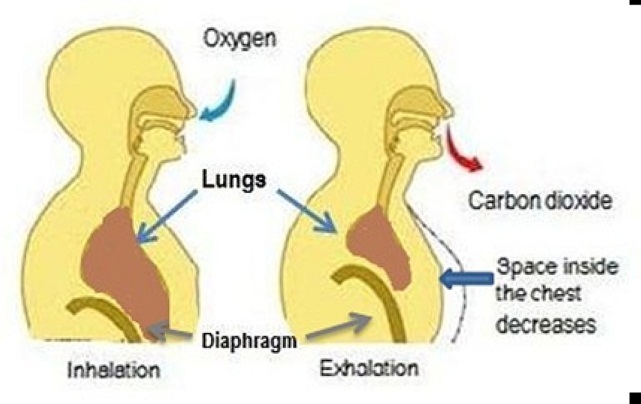 Line drawing showing how a person inhales and exhales.