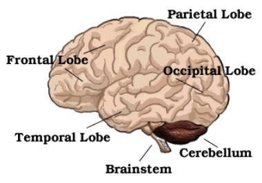 Ilustración del cerebro humano, con etiquetas para el lóbulo frontal en la parte frontal del cerebro, el lóbulo parietal en la parte posterior hacia la parte superior, el lóbulo occipital en la parte posterior hacia la parte inferior, el lóbulo temporal en el medio hacia la parte inferior, el cerebelo en la parte inferior en la espalda y tronco encefálico en la parte inferior en el medio.